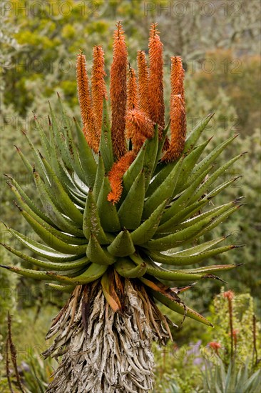 Bitter Aloe