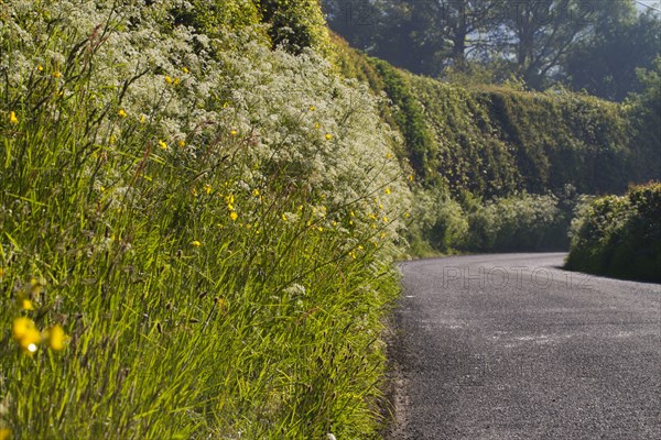 Flowering mass of cow parsley