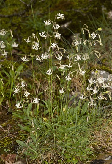 Nottingham Catchfly