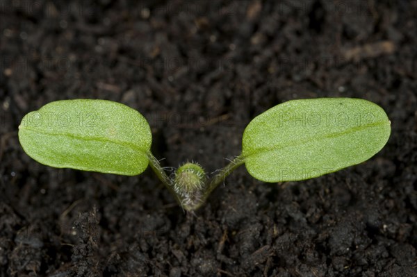 Ivy-leaved speedwell