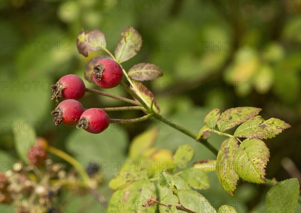 Field Rose