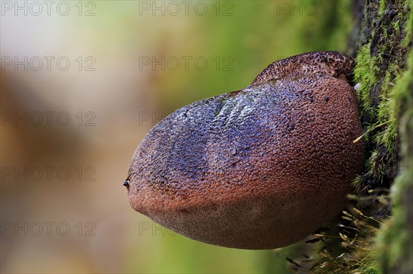 Young fruiting body of the beefsteak fungus