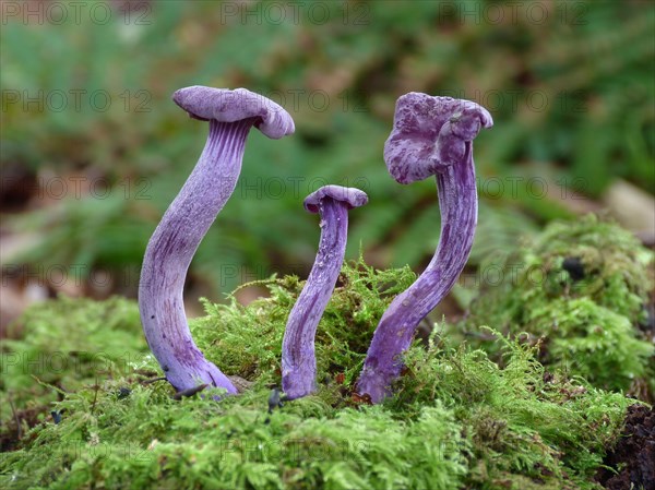 Fruiting body of the amethyst deceiver