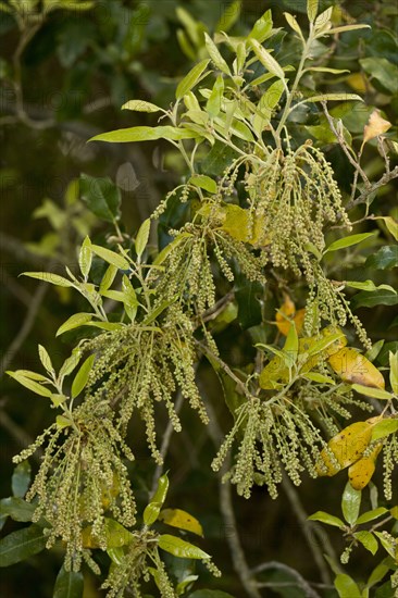 Holm oak