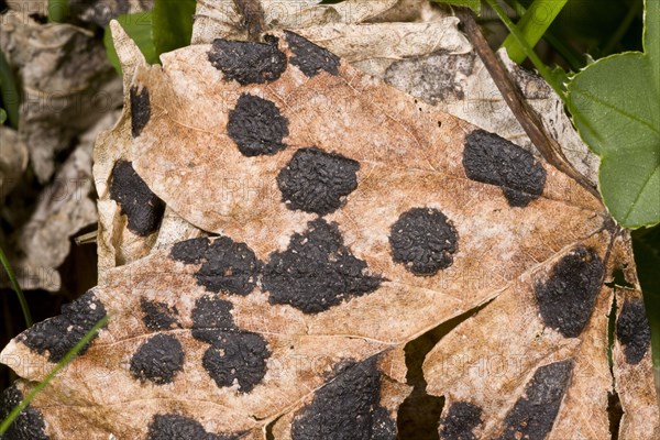 Lesions of tar spot