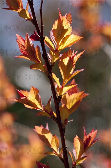 Japanese Spiraea