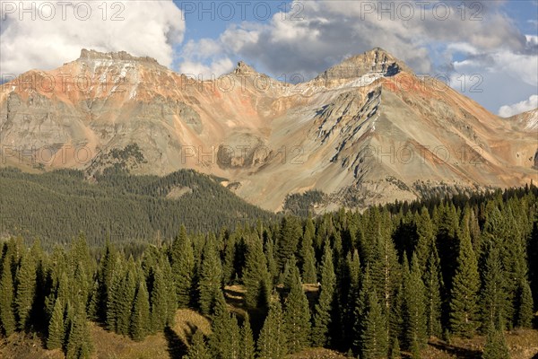 View across high forest habitat of white spruce