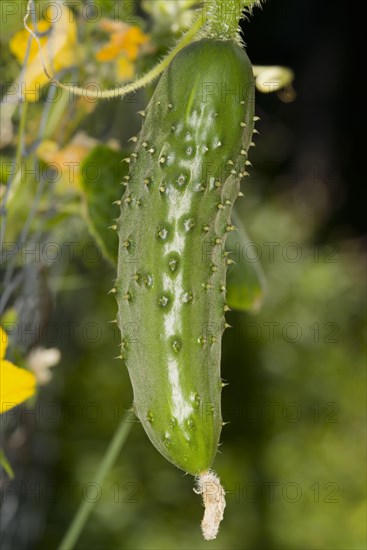 Cucumber