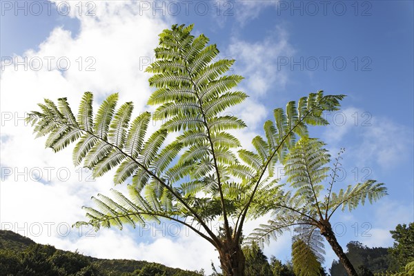 Tree fern