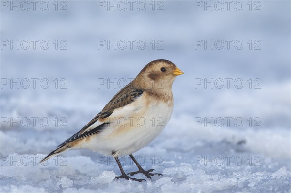 Snow bunting