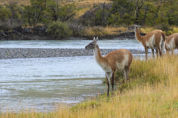 Guanacos