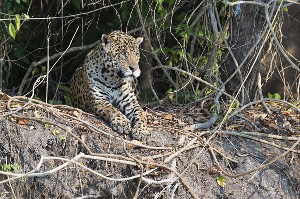 Male jaguar