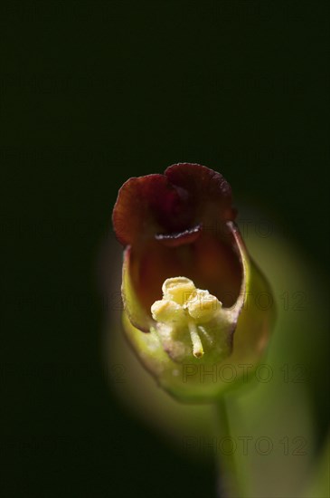 (Scrophularia nodosa)