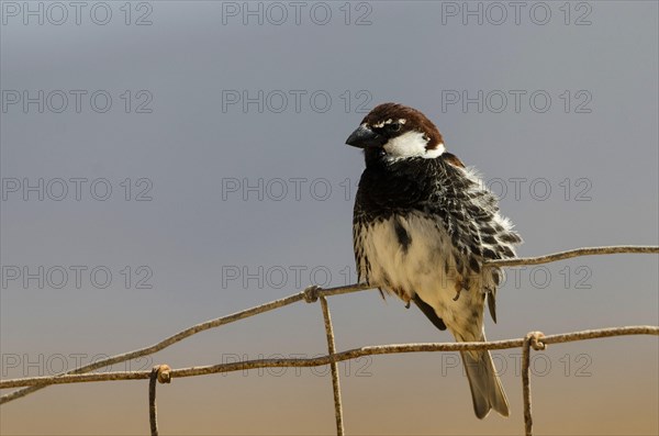 Willow Sparrow