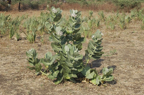 Nightshade species in Malawi