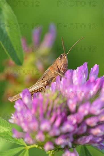 Grasshopper