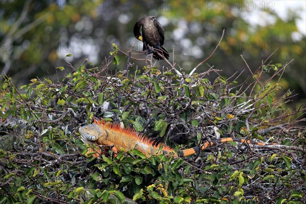 Common green iguana