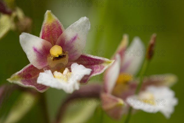 Marsh hellebore