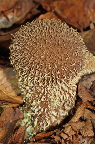 Spiny Puffball