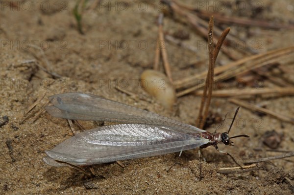 Large Ant Damselfly