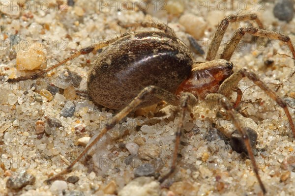 Wolf spider