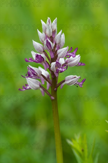 Helmeted Orchid