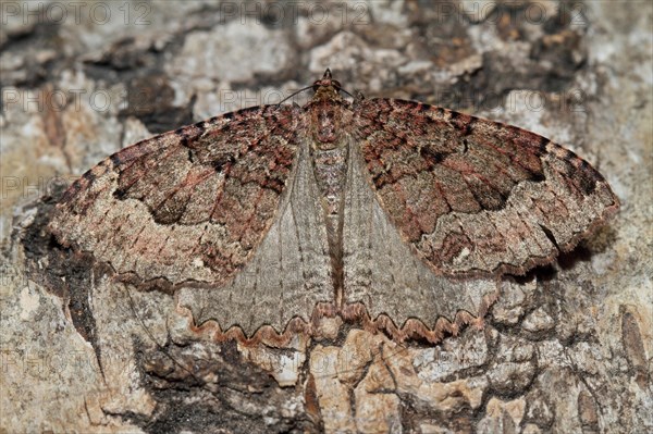 Olive brown cave moth