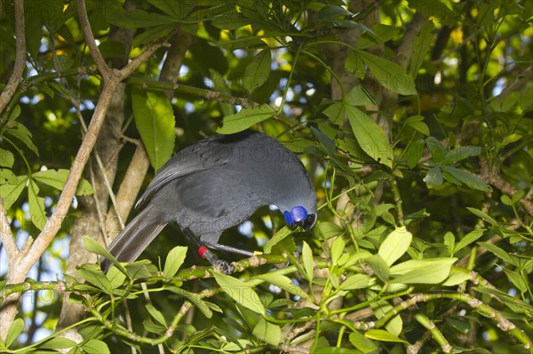 North Island Kokako