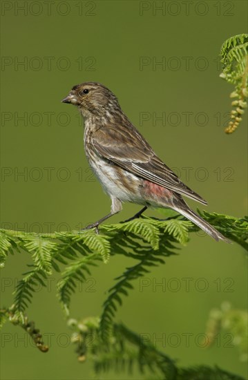 Twite