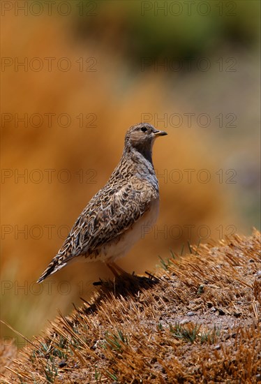 Grey-breasted Seedsnipe