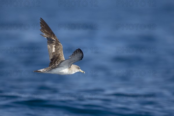 Cory's Shearwater