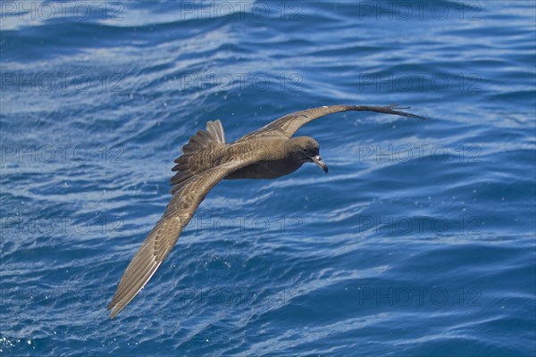 Flesh-footed Shearwater