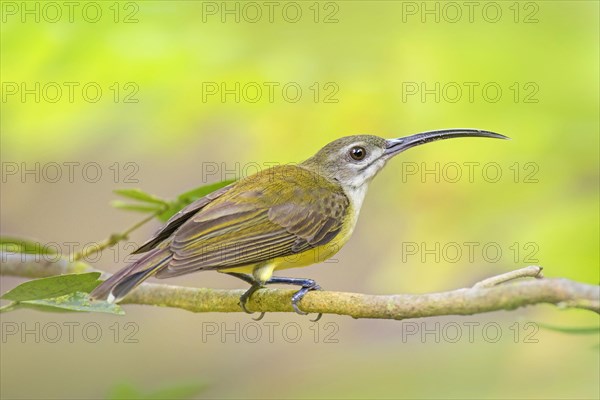 White-throated Spiderhunter