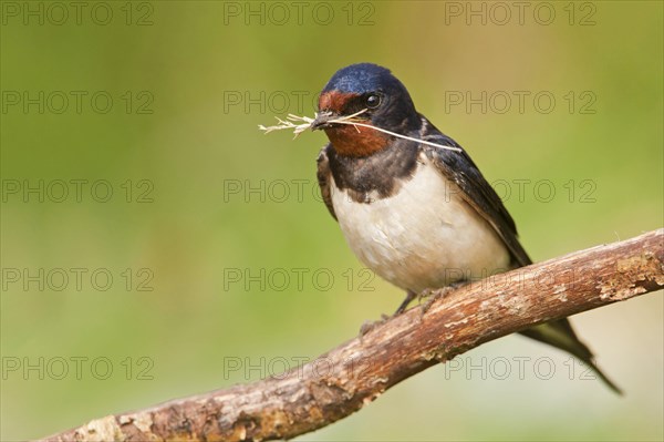 Barn swallow