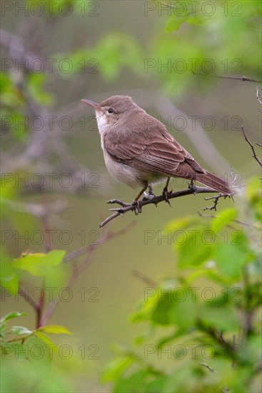 Dog Warbler