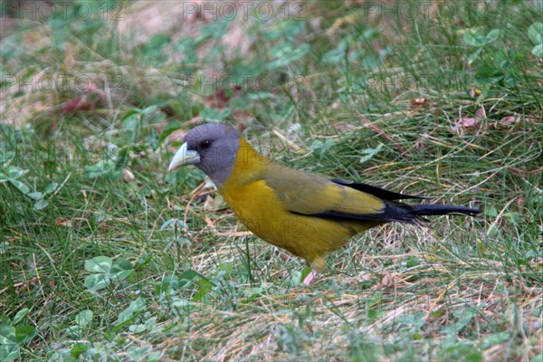 Collared Grosbeak