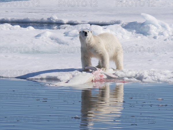 Polar Bear