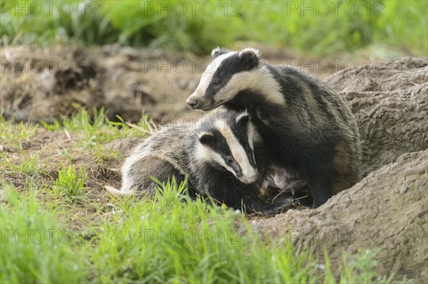 Eurasian Badger