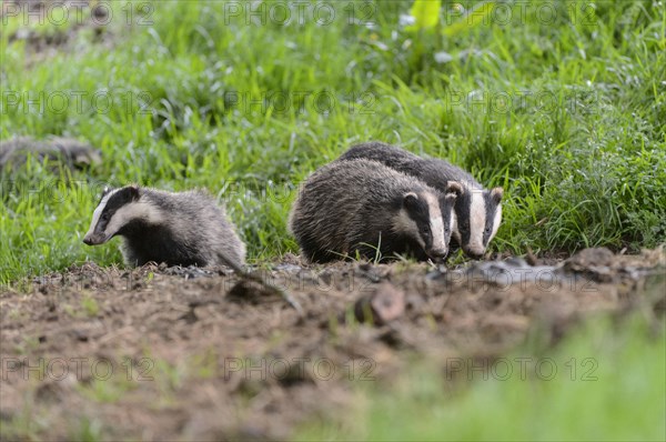 Eurasian Badger