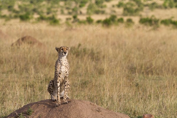 Acinonyx jubatus fearsoni