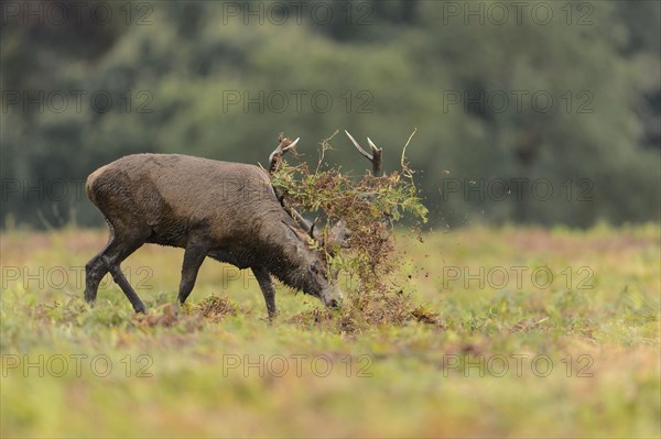 Red Deer