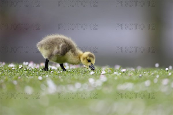 Canada Goose