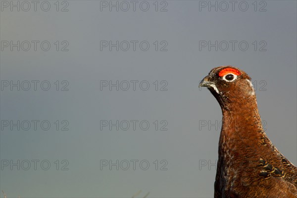 Red Grouse