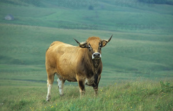 Domestic cattle