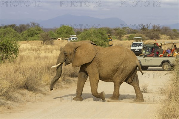 African elephant