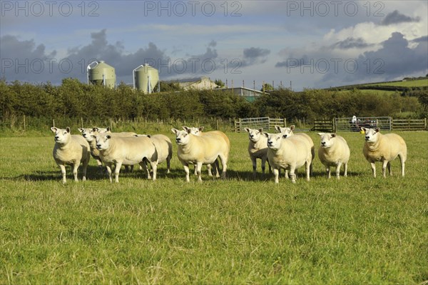 Domestic Sheep