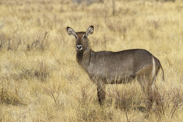 Waterbuck