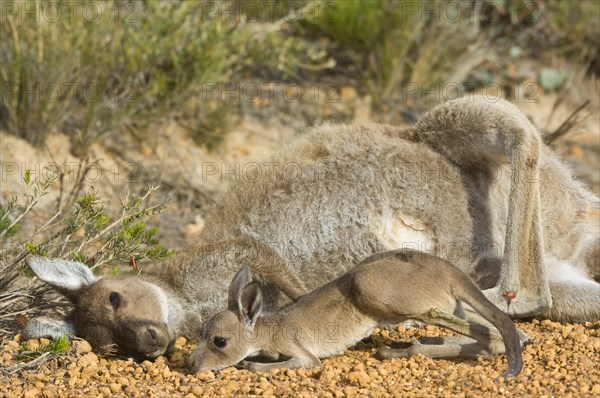 Western Grey Giant Kangaroo