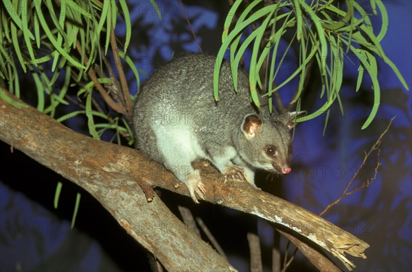 Common common brushtail possum