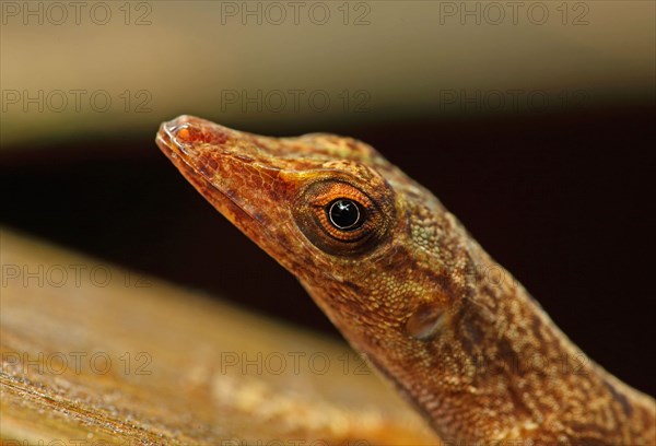 St. Lucia anole